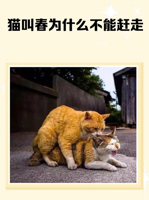 猫猫发春不管它可以吗
