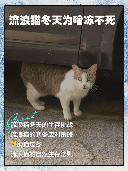 冬天猫咪会不会冻死