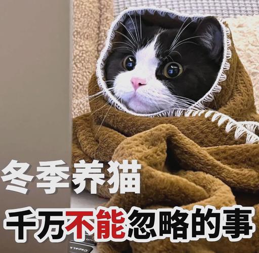 冬天应该如何给猫咪保暖!