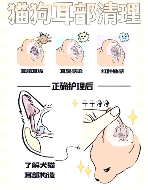 狗狗耳朵里面脏怎么清理