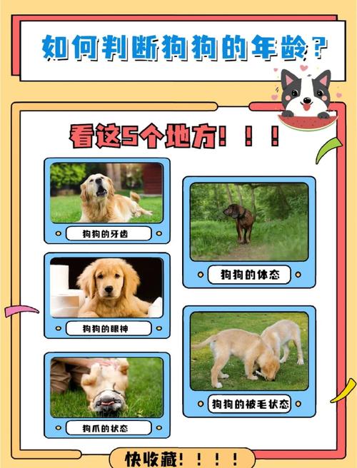 捡到的狗狗怎么看它年龄多大了?