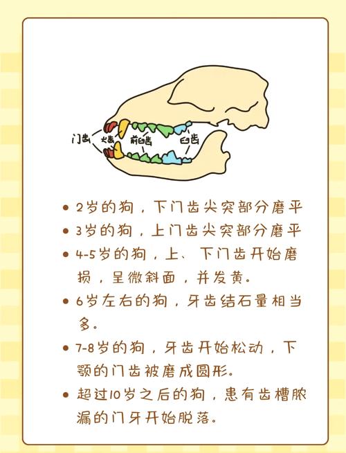 如何判断狗狗的年龄?看这5个地方就行了!