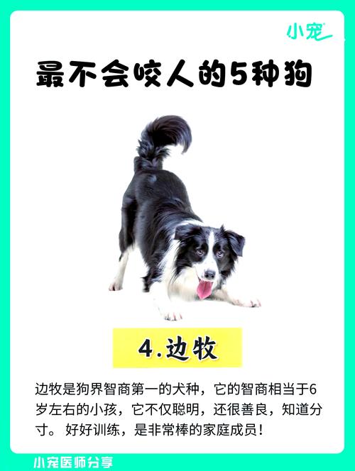 不咬人的几种狗,适合在小区饲养