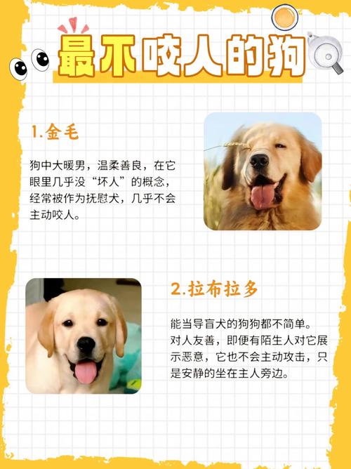 前十绝不咬人的狗排名