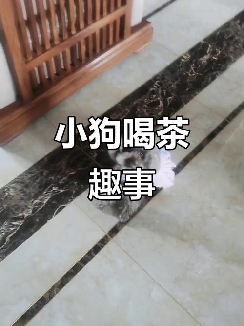 狗喝了茶会怎么样?