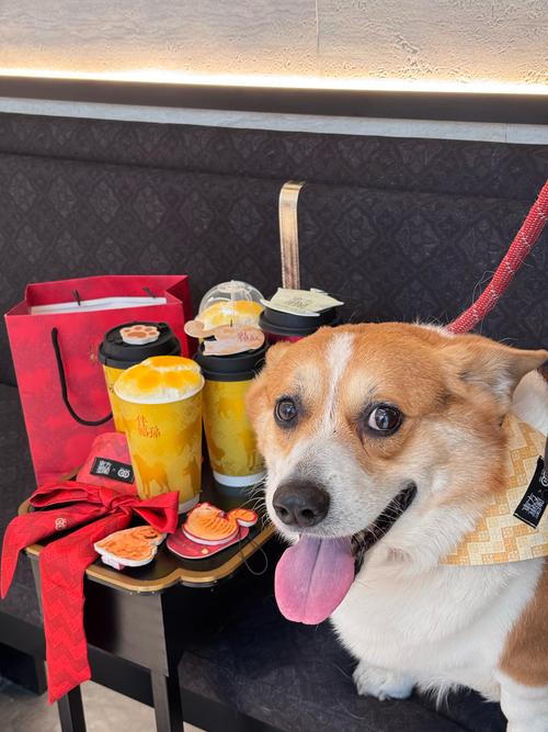 狗狗非常容易得病?缘故就是你给它喝过“夺命水”,这5种水要“慎喂”