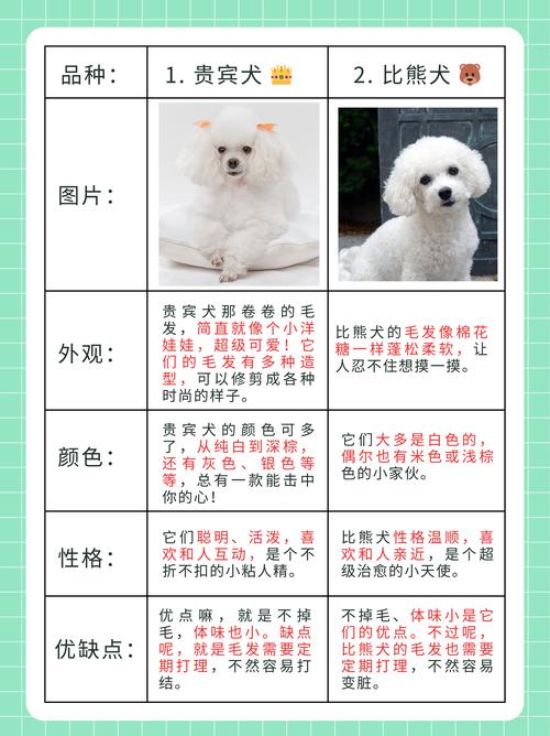 不掉毛好养的狗狗品种有哪些