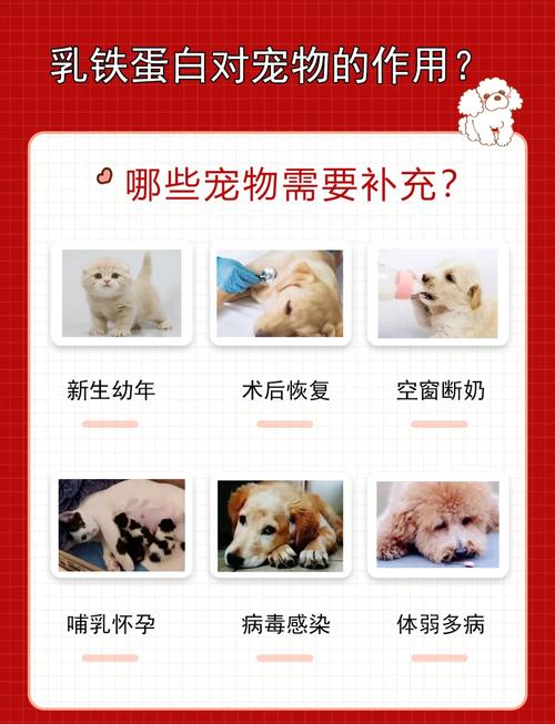 狗狗不能喝蛋白粉吗为什么