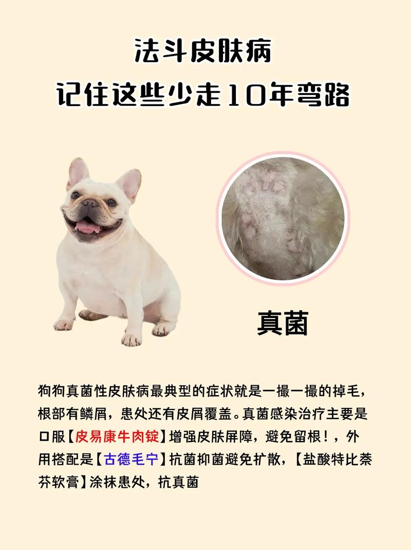 小博美犬身上的黑斑是什么?