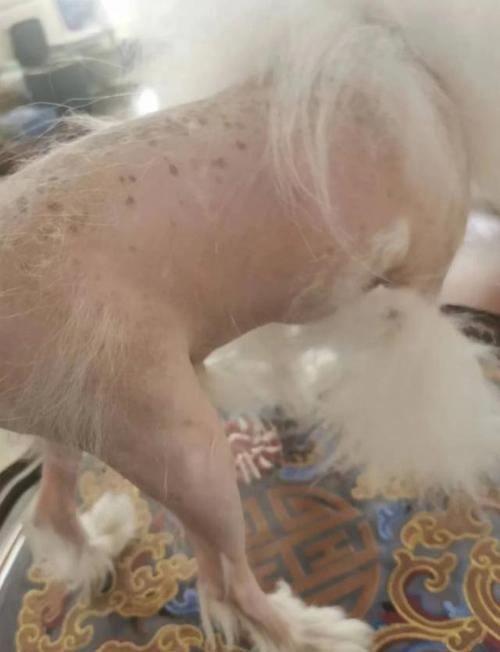 狗肚子上有一块黑斑是什么原因?