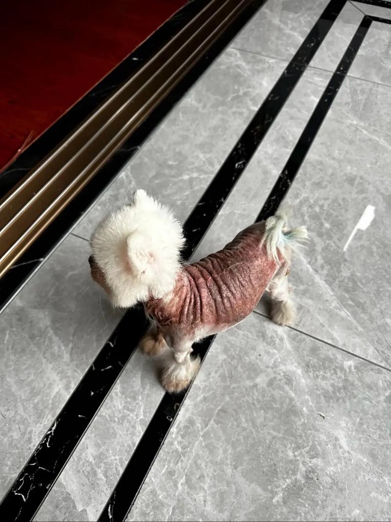 狗狗身上的黑斑越来越多是怎么回事?