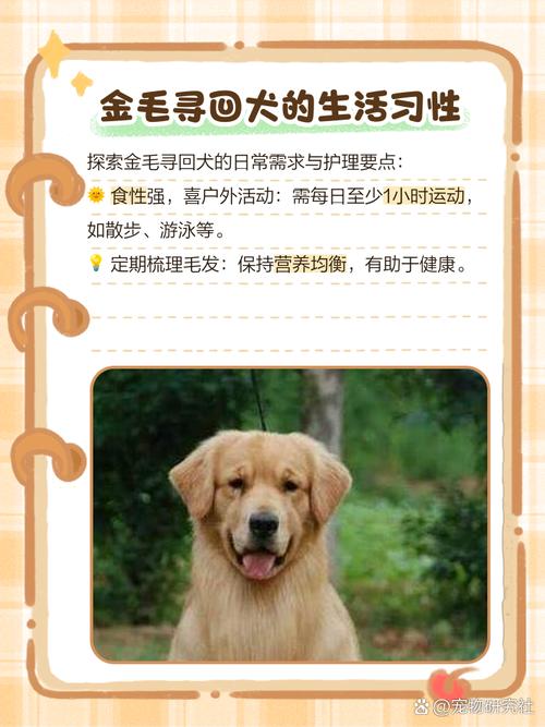 捡回来的狗狗注意事项