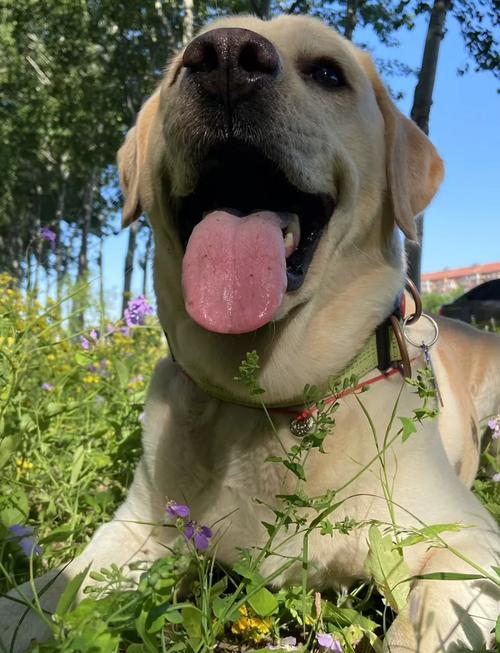 狗可以吃提子吗?为什么