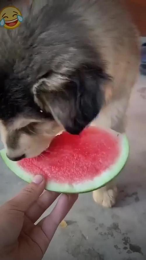 狗能不能吃西瓜