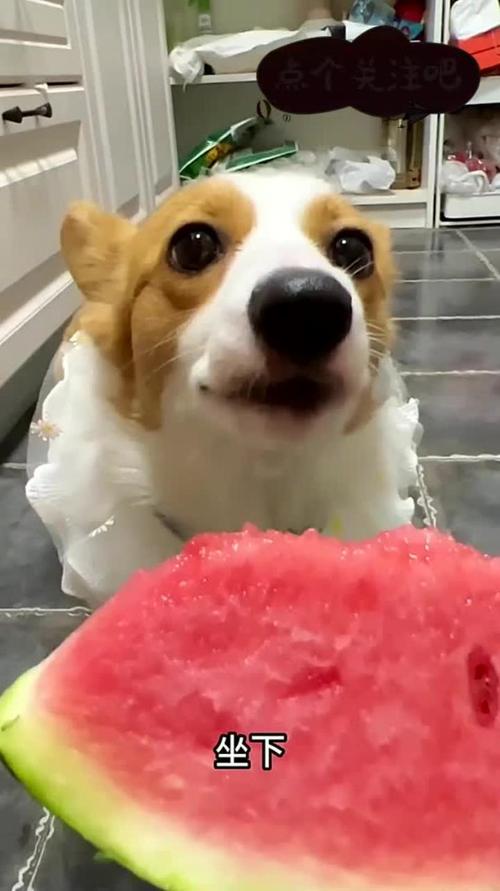 把整个西瓜放到冰箱里冰冻给狗狗吃有毒吗?