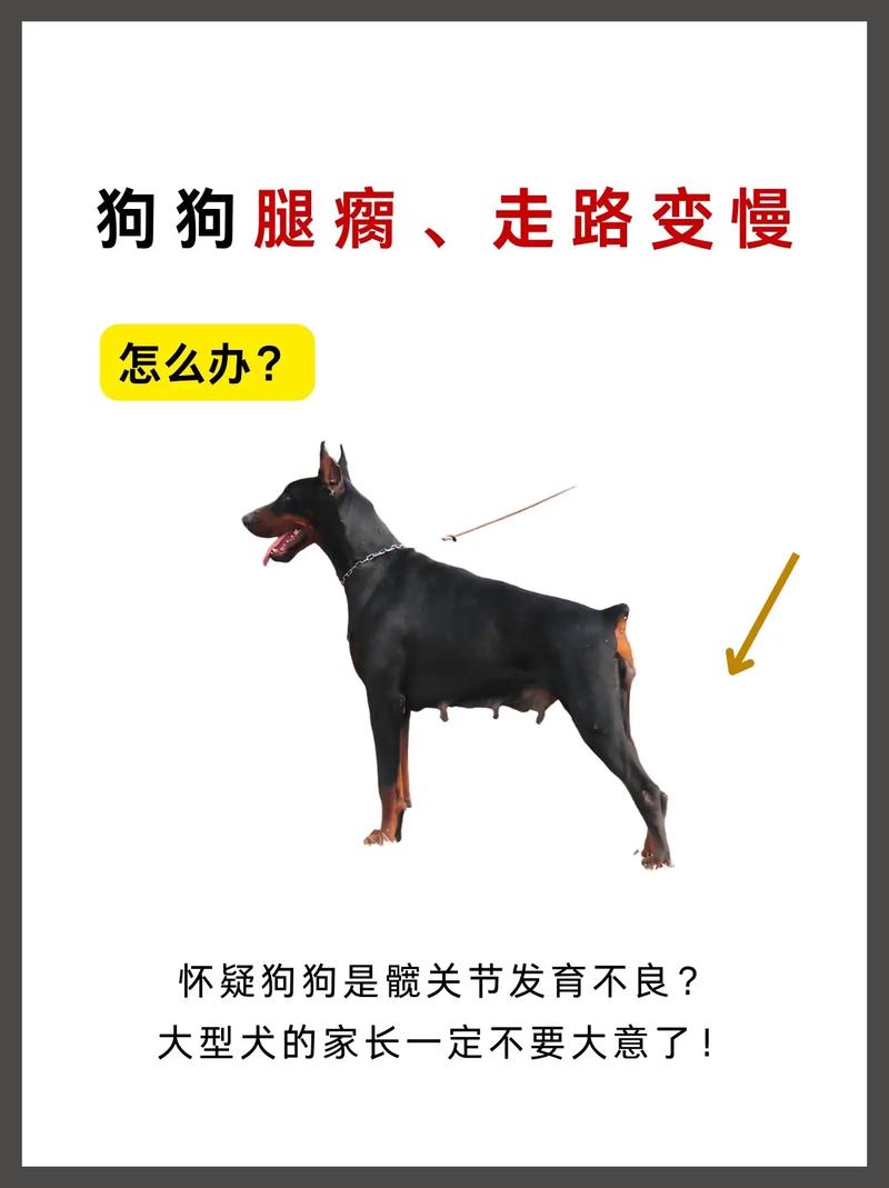狗狗瘸了一腿怎么恢复