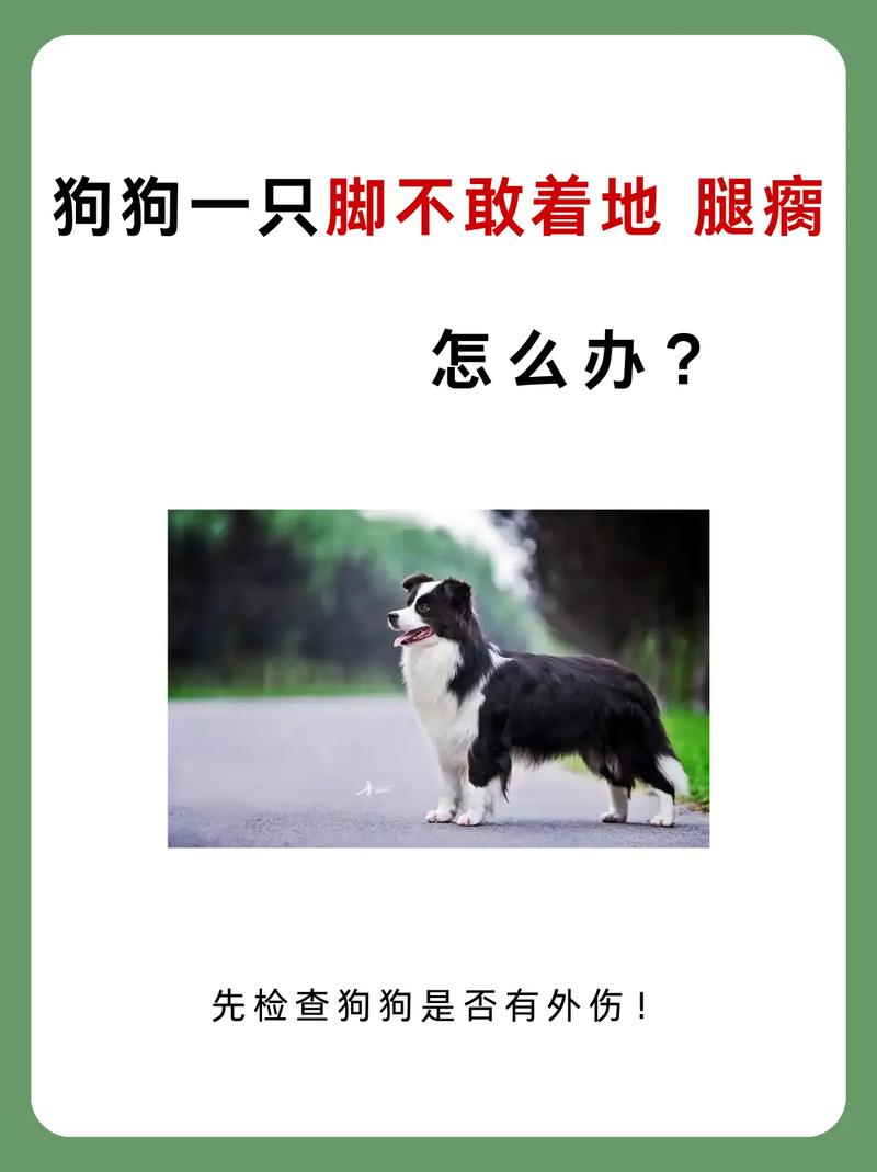 狗突然一只脚瘸了怎么办