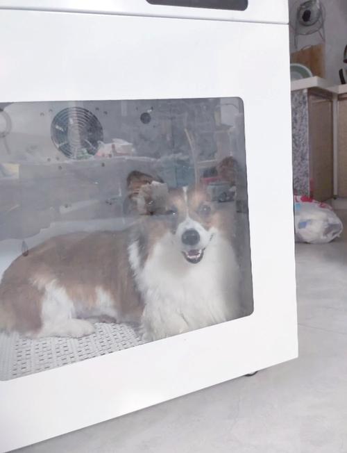 给狗狗洗澡用什么东西?