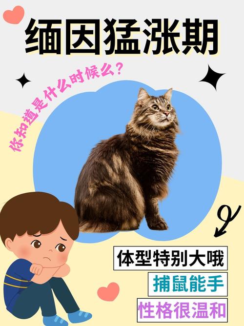 猫几个月开始猛长