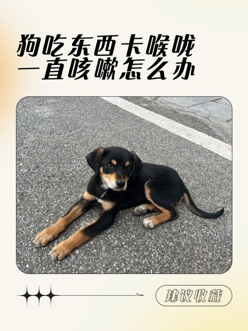 小狗昨晚咳嗽像被东西卡住喉咙一样的咳嗽,但精神很好也可以吃东西是怎么...