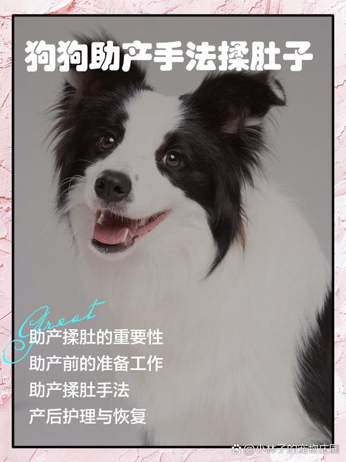 狗狗助产手法揉肚子