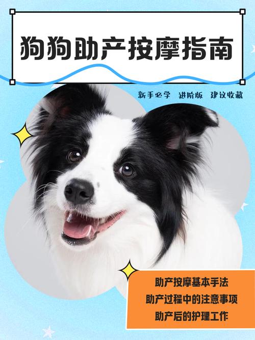 狗狗生不出来怎么助产