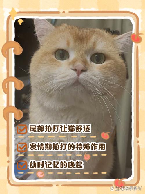猫猫尾巴拍打地面是怎么回事?