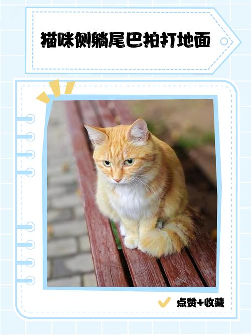 猫咪尾巴拍打地面什么意思
