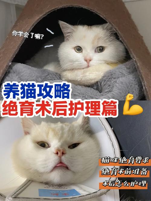 【养猫攻略】手术后的护理