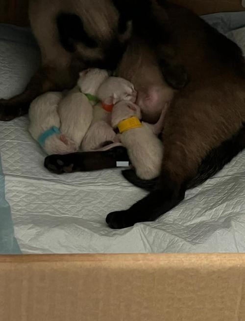 猫咪剖腹产后要注意什么?