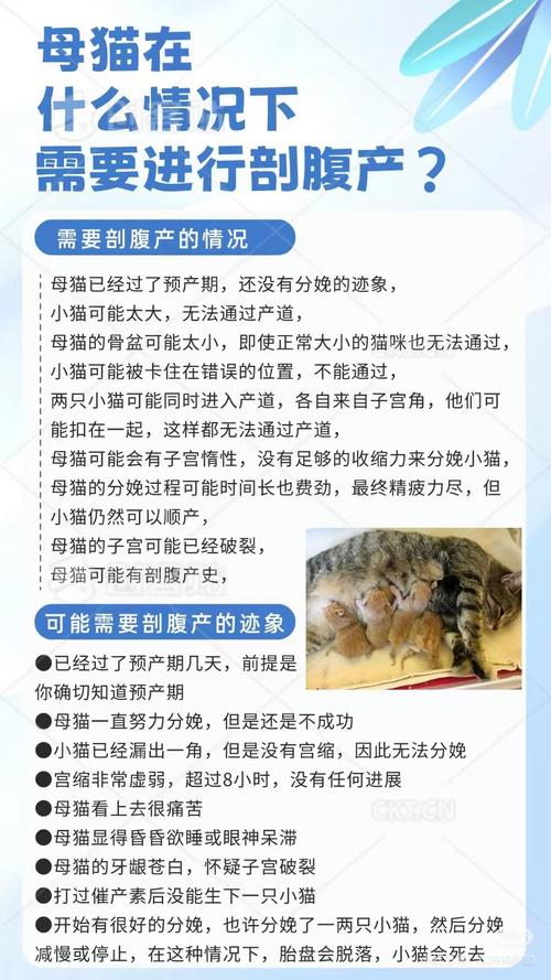 猫咪剖腹产后需要注意什么