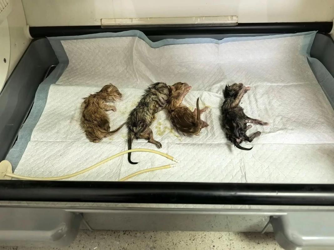 猫咪剖腹产后注意事项