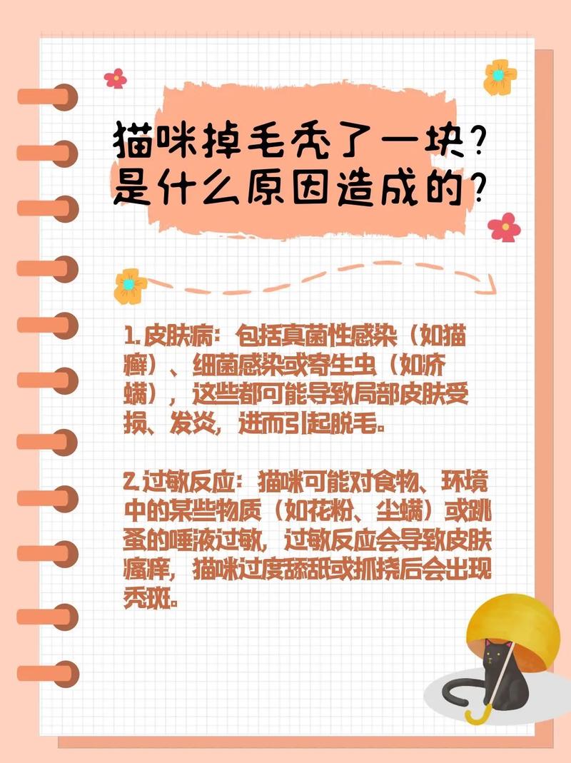 猫掉毛比较好的解决办法
