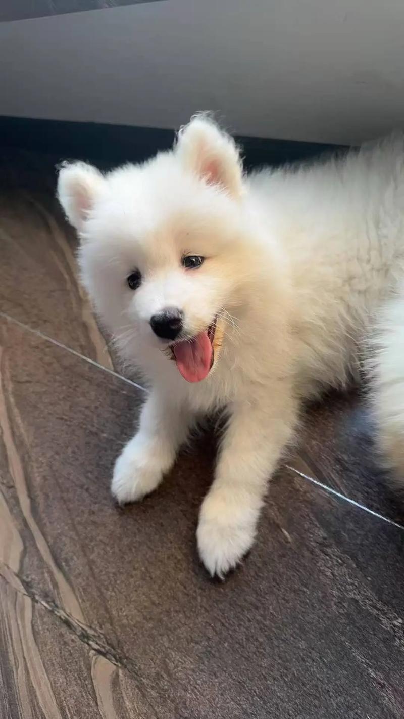 两个月的幼犬卖家说已经打了两针了,还用重新给小狗打疫苗吗?