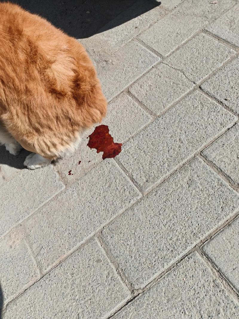 狗狗拉肚子拉血