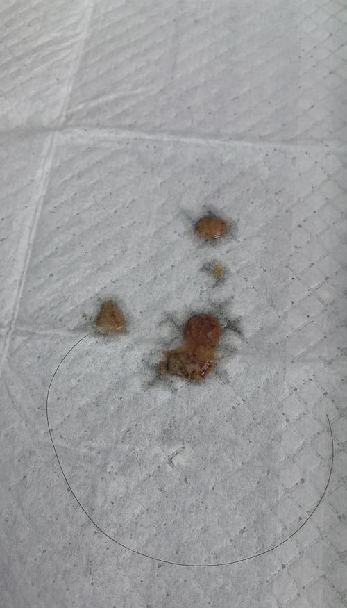 狗狗拉肚子拉血怎么办