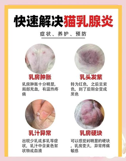 猫咪乳房变大是咋回事啊