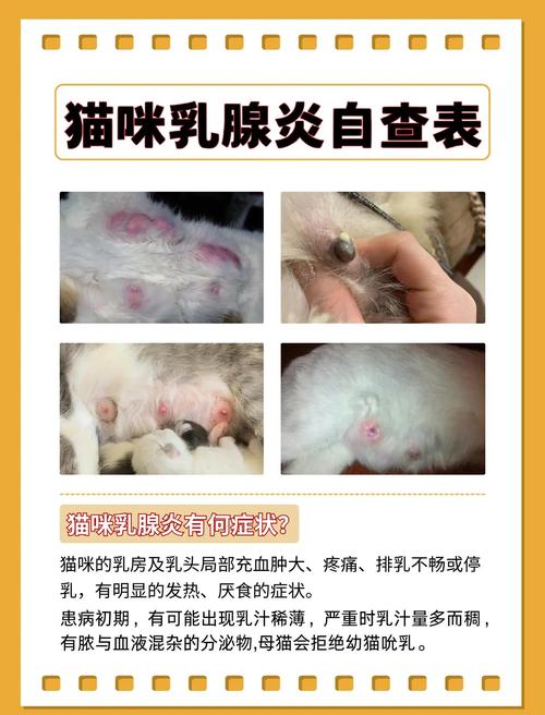 产后乳腺肿,发炎的猫咪