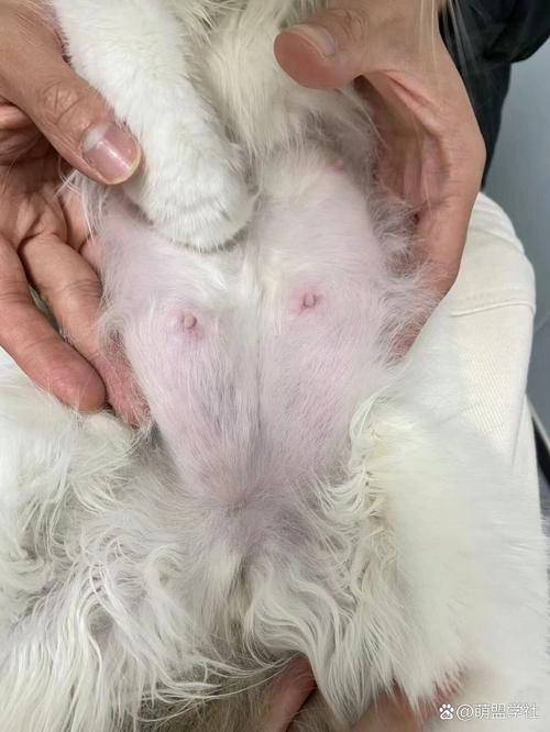 母猫喂小猫乳房部位溃烂几天能好