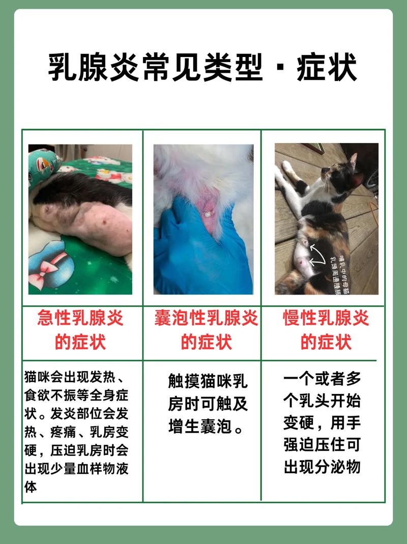 母猫有乳腺炎自己在家怎么治疗
