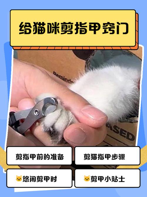 如何1_招制服猫咪,轻松剪指甲?