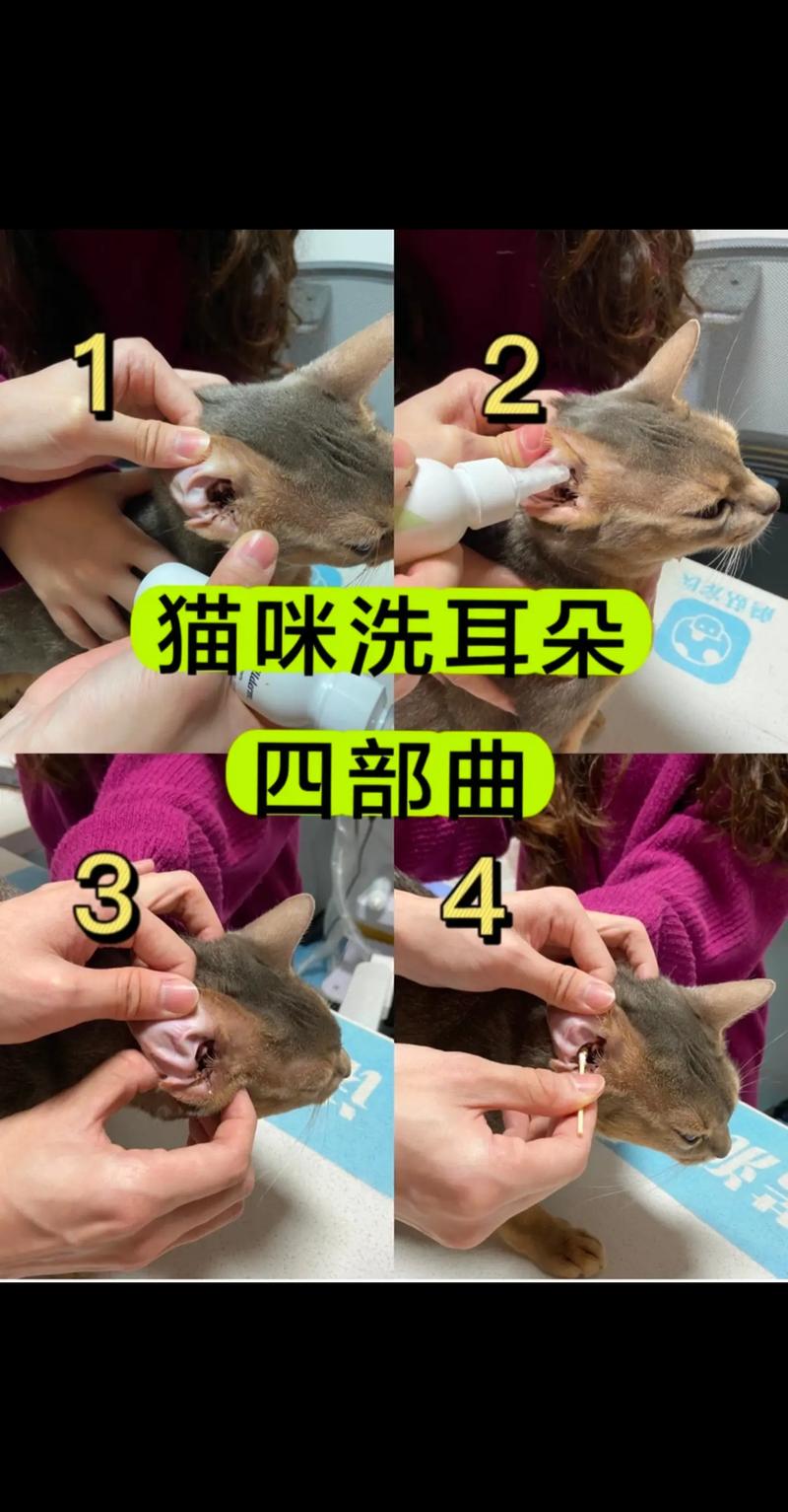 如何清理小猫咪的耳朵???