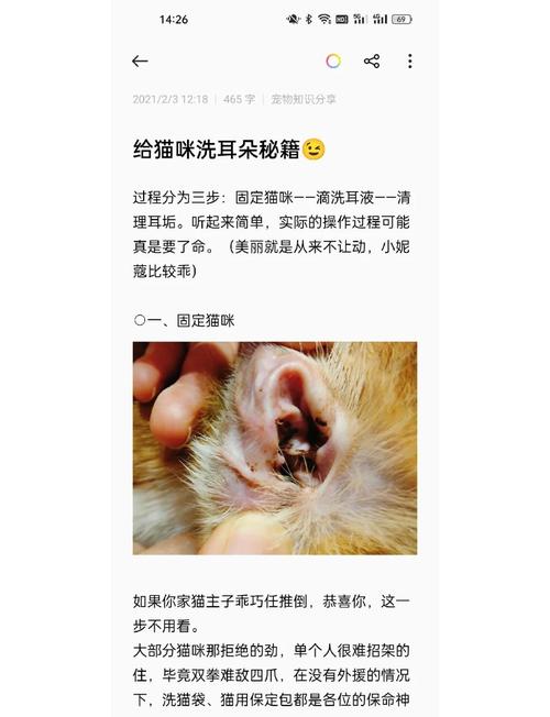 德文猫的耳朵很脏,该怎么清理?