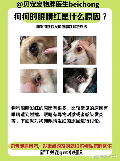 狗狗为什么会得红眼病,该怎么治疗