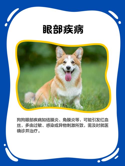 狗狗得了红眼病怎么治疗