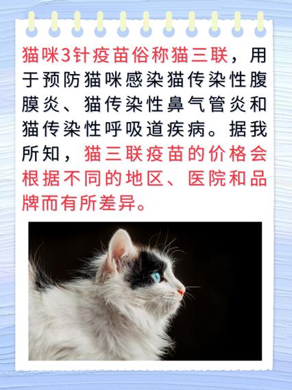 领养小猫咪回家过冬?