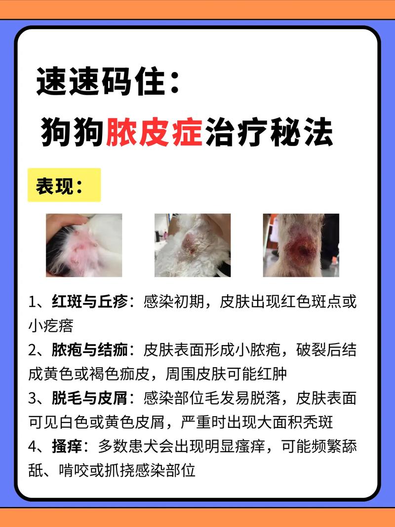 狗狗得了脓皮症怎么治疗