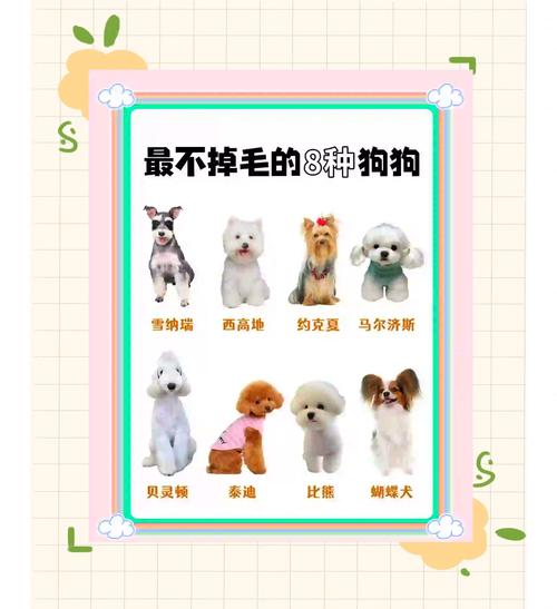 狗狗品种1秒认全|新手必看