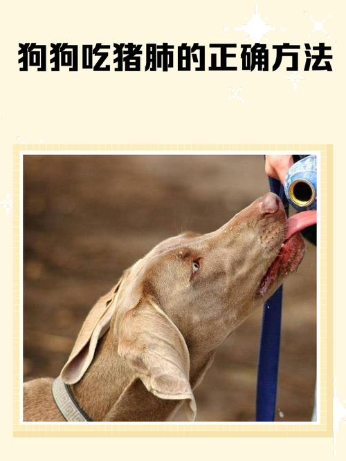 小狗狗能吃猪肺吗