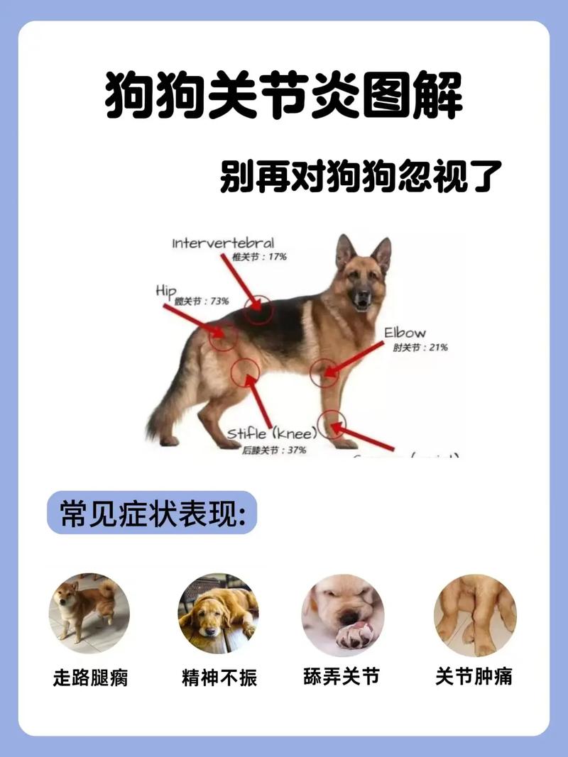 狗狗肌肉风湿和关节炎的区别